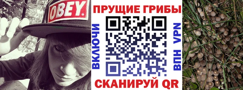 Купить  Коряжма  Псилоцибиновые грибы прущие грибы 